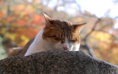 Dark Sleepy Wallpaper Animals Wallpaper 4K 1920x1200 Hd, Pc, Desktop, Wallpaper, Background, A, Sleepy, Tabby-and-white, Cat, Animal, Resting, Stone, White, Gray, Ultrawide, Full HD