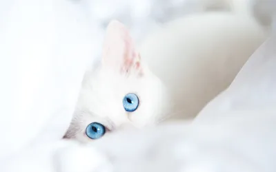 White Cat Blue Eyes Animals Wallpaper 4K 2880x1800 Hd, Desktop, Wallpaper, Featuring, A, White, Cat, With, Striking, Blue, Eyes, Peeking, Ultrawide, QHD