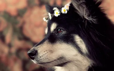 Serene Close Wallpaper Animals Wallpaper 4K 2560x1600 A, Close-up, Of, Black, And, White, Dog, Wearing, Flower, Crown, Showcasing, Expressive, Gray, Ultrawide, QHD
