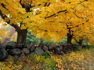 Colorful Fall Forest Vibrant Abstract Wallpaper 4K 1600x1200 Hd, Desktop, Wallpaper, Featuring, A, Colorful, Fall, Forest, Scene, Vibrant, Yellow, Leaves, Orange, Landscape
