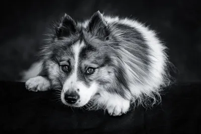 Dark Black Wallpaper Animals Wallpaper 4K 2048x1366 Black, White, Animal, Dog, Hd, Desktop, Wallpaper, Amp, Gray, Landscape, Full HD