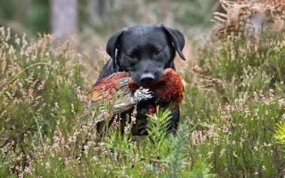 Misty Black Wallpaper Animals Wallpaper 4K 1920x1200 Hd, Pc, Desktop, Wallpaper, And, Background, Black, Dog, Carrying, Pheasant, Through, Heather, Gray, Ultrawide, Full HD