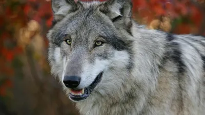 Close Wolf Its Abstract Wallpaper 4K 1920x1080 A, Close-up, Of, Wolf, Showcasing, Its, Striking, Features, Piercing, Eyes, Set, Against, Gray, Ultrawide, Full HD