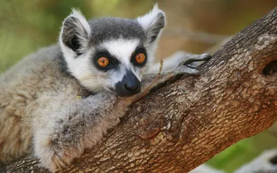 Animal Lemur Animals Animals Wallpaper 4K 1920x1200 Animal, Lemur, Hd, Desktop, Wallpaper, Background, Image, White, Gray, Ultrawide, Full HD