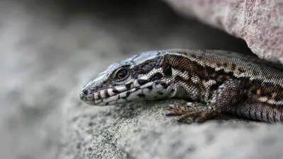 Animal Lizard Animals Animals Wallpaper 4K 1920x1080 Animal, Lizard, Hd, Desktop, Wallpaper, Background, Image, Gray, Ultrawide, Full HD