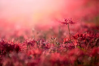 General 2048x1366 Abstract Abstract Wallpaper 4K 2048x1366 Wallpaper, General, 2048x1366, White, Landscape, Full HD