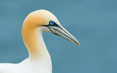 Calm Close Wallpaper Abstract Wallpaper 4K 1680x1050 Hd, Desktop, Wallpaper, Featuring, A, Close-up, Of, Northern, Gannet, Against, Soft, Blue, Gray, Ultrawide