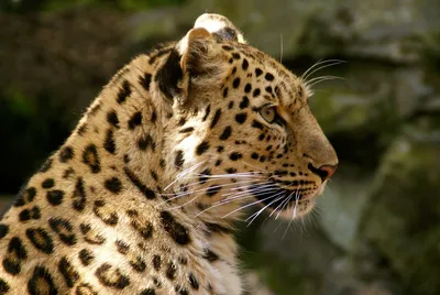 Dark Animal Wallpaper Animals Wallpaper 4K 1920x1285 Animal, Leopard, Hd, Desktop, Wallpaper, Background, Image, Brown, Orange, Landscape, Full HD