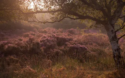 Sunlit Heath Purple Heather Nature Wallpaper 4K 1920x1200 Hd, Pc, Desktop, Wallpaper, Sunlit, Heath, With, Purple, Heather, Under, Gnarled, Birch, Brown, Ultrawide, Full HD