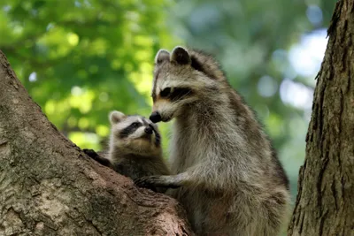 Bright Baby Wallpaper Animals Wallpaper 4K 3600x2400 Baby, Animal, Raccoon, Hd, Desktop, Wallpaper, Gray, Landscape, QHD