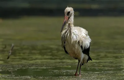 Moody Bird Wallpaper Animals Wallpaper 4K 1920x1240 Bird, Animal, White, Stork, Hd, Desktop, Wallpaper, Gray, Ultrawide, Full HD
