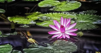 Bright Vibrant Wallpaper Nature Wallpaper 4K 2048x1092 A, Vibrant, Pink, Lotus, Flower, Blooms, Amidst, Green, Lily, Pads, Calm, Water, Gray, Ultrawide, Full HD