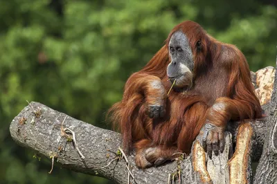 Calm Close Wallpaper Nature Wallpaper 4K 2048x1365 Hd, Desktop, Wallpaper, Featuring, A, Close-up, Of, An, Orangutan, Primate, Monkey, Resting, Gray, Ultrawide, Full HD