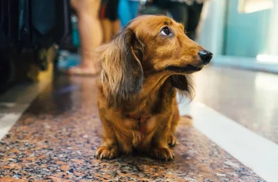 Dreamy Caramel Wallpaper Animals Wallpaper 4K 2048x1343 Hd, Pc, Desktop, Wallpaper, Of, A, Caramel, Dachshund, Animal, Sitting, Speckled, Floor, White, Ultrawide, Full HD