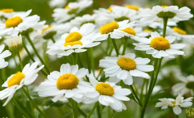 White Flower Nature Daisy Nature Wallpaper 4K 1920x1172 White, Flower, Nature, Daisy, Hd, Desktop, Wallpaper, Ultrawide, Full HD