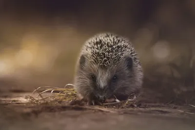 Animal Hedgehog Animals Animals Wallpaper 4K 2000x1333 Animal, Hedgehog, Hd, Desktop, Wallpaper, Background, Image, Brown, Ultrawide, Full HD