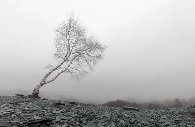 Radiant Solitary Wallpaper Nature Wallpaper 4K 2048x1337 Hd, Desktop, Wallpaper, Featuring, A, Solitary, Tree, On, Rocky, Terrain, Enveloped, Dense, White, Gray, Ultrawide, Full HD
