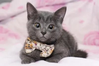 Bold Gray Wallpaper Space Wallpaper 4K 1920x1280 A, Gray, Kitten, With, Wide, Eyes, And, Patterned, Bow, Tie, Stares, Directly, White, Landscape, Full HD