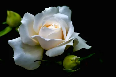 Bold Close Wallpaper Wallpaper 4K, Black/Dark category