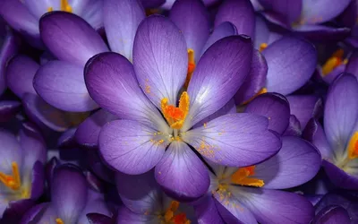 Bright Close Wallpaper Wallpaper 4K, Nature category