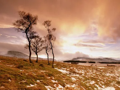 Capturing Serene Landscape Bare Wallpaper 4K, Nature category