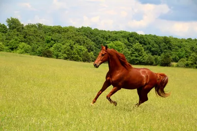 Chestnut Horse Galloping Across Nature Wallpaper 4K 3276x2184 Hd, Pc, Desktop, Wallpaper, Featuring, A, Chestnut, Horse, Galloping, Across, Green, Meadow, White, Orange, Pink, Landscape, QHD
