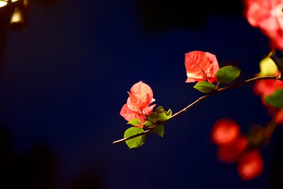 Dreamy General Wallpaper Abstract Wallpaper 4K 1618x1080 Wallpaper, General, 1618x1080, Red, Landscape