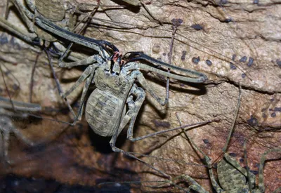 Tailless Whip Scorpion Spiders Abstract Wallpaper 4K 2463x1695 Tailless, Whip, Scorpion, Or, Spiders, (amblypygi), Gray, Landscape, Full HD