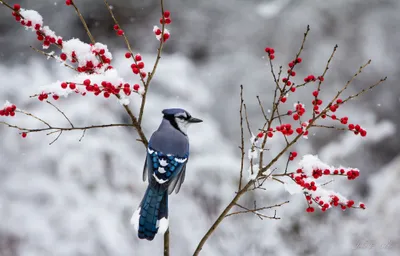 Vibrant Blue Jay Perched Snow Nature Wallpaper 4K 2048x1314 A, Vibrant, Blue, Jay, Perched, On, Snow-dusted, Branch, Bright, Red, Berries, Captured, Gray, White, Ultrawide, Full HD
