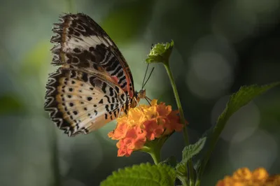 Macro Butterfly Insect Perched Animals Wallpaper 4K 2048x1365 Hd, Pc, Desktop, Wallpaper, Macro, Of, A, Butterfly, Insect, Perched, Orange, Flower, Gray, Purple, Ultrawide, Full HD