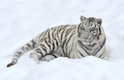 Vibrant White Wallpaper Nature Wallpaper 4K 3400x2198 A, White, Tiger, Rests, Calmly, In, Snowy, Landscape, Showcasing, Striking, Fur, Bold, Ultrawide, QHD