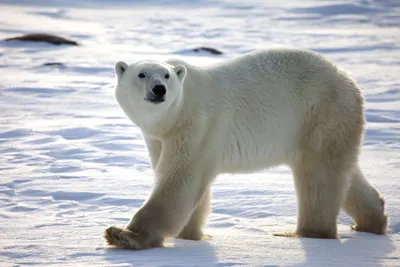 Animal Polar Bear Animals Wallpaper 4K 2700x1800 Animal, Polar, Bear, Hd, Desktop, Wallpaper, Background, White, Landscape, QHD