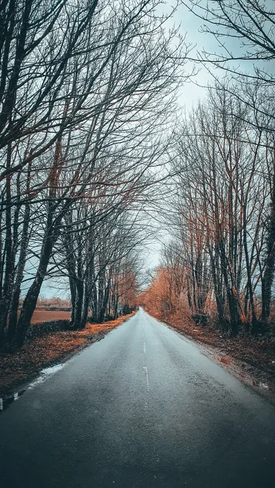 Asphalt Between Bare Trees Wallpaper 4K, Nature category