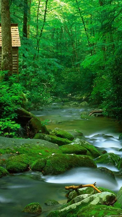 Smartphone Nature Nature Nature Wallpaper 4K 1080x1920 Gray, Brown