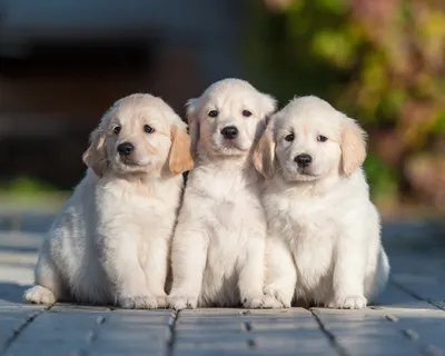 Three Golden Retriever Puppies Young Animals Wallpaper 4K 5072x4058 Three, Golden, Retriever, Puppies, Young, Dogs, Sitting, Side-by-side, Fluffy, Animals, White, Square, 4k