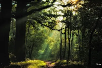 Dreamy Sunbeams Wallpaper Nature Wallpaper 4K 1920x1276 Hd, Pc, Desktop, Wallpaper, And, Background, Sunbeams, Pierce, Morning, Fog, Green, Forest, White, Brown, Ultrawide, Full HD