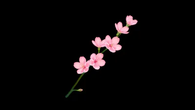 Minimalist Spring Delicate Pink Blossoms Minimal Wallpaper 4K 5440x3072 Minimalist, Spring, 5k, Ultra, Hd, Pc, Desktop, Wallpaper:, Delicate, Pink, Blossoms, Single, White, Ultrawide, 4k