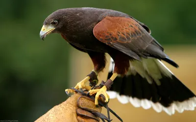Harris Hawk Perched Handler Glove Animals Wallpaper 4K 1920x1200 A, Harris's, Hawk, Perched, On, Handler's, Glove, Harris, 039, Handler, Showcasing, Rich, Orange, Purple, Ultrawide, Full HD