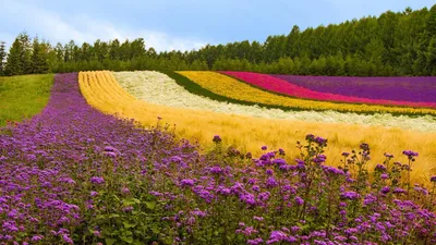 Bold General Wallpaper Abstract Wallpaper 4K 1920x1080 Wallpaper, General, 1920x1080, Pink, White, Ultrawide, Full HD