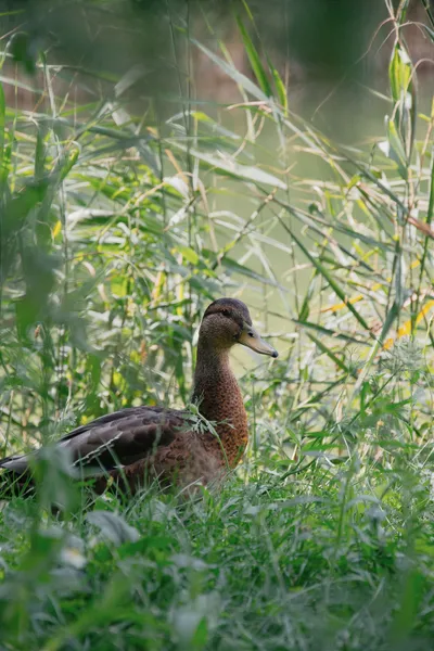 Duck Sitting Grass Nature Wallpaper 4K 3072x4608 Gray