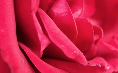 Dreamy Macro Wallpaper Nature Wallpaper 4K 2560x1600 Macro, Close-up, Of, Deep, Rose-pink, Flower, Petals, With, Soft, Texture, Dew, Quad, Red, Brown, Ultrawide, QHD