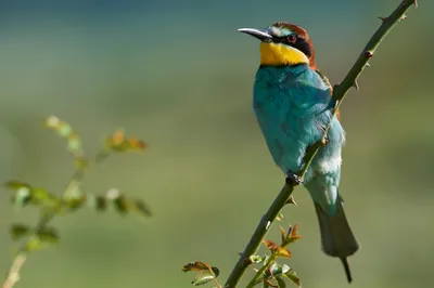 Epic Vibrant Wallpaper Abstract Wallpaper 4K 2000x1333 Vibrant, European, Bee-eater, With, Turquoise, Belly, And, Chestnut, Head, Perched, Slender, Branch, Gray, Ultrawide, Full HD