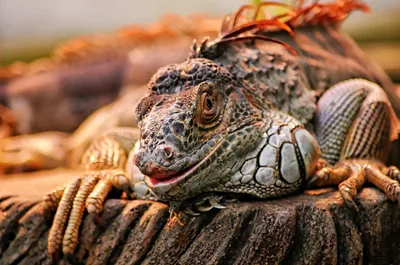 Close Iguana Resting Tree Nature Wallpaper 4K 1920x1275 Close-up, Hd, Desktop, Wallpaper, Of, An, Iguana, Resting, Tree, Trunk, Showcasing, Detailed, Gray, Ultrawide, Full HD