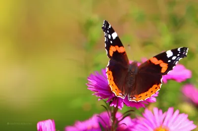 Purple Flower Animal Butterfly Animals Wallpaper 4K 2048x1365 Purple, Flower, Animal, Butterfly, Hd, Desktop, Wallpaper, Orange, Ultrawide, Full HD