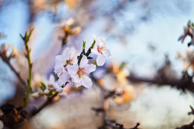 Delicate Blossom Flowers Nature Wallpaper 4K 2048x1365 Hd, Desktop, Wallpaper, Featuring, Delicate, Blossom, Flowers, On, Branch, Soft, Bokeh, Highlighting, White, Ultrawide, Full HD