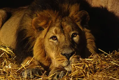 Animal Lion Animals Animals Wallpaper 4K 2880x1938 Animal, Lion, Hd, Desktop, Wallpaper, Background, Image, Brown, Orange, Landscape, QHD