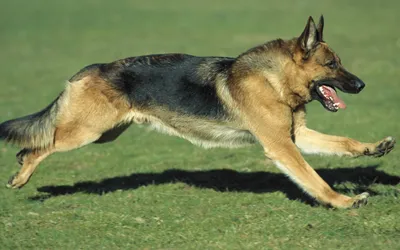 Calm German Wallpaper Abstract Wallpaper 4K 2560x1600 Hd, Desktop, Wallpaper, Featuring, A, German, Shepherd, In, Mid-run, Grassy, Field, Showcasing, Gray, Ultrawide, QHD