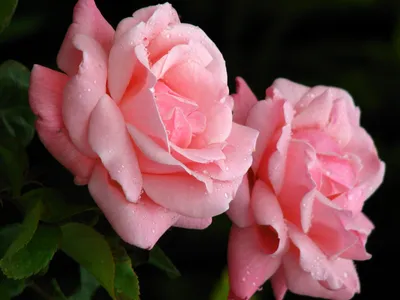 Close Vibrant Pink Roses Wallpaper 4K, Nature category