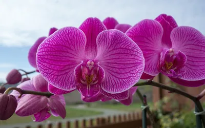 Close Vibrant Pink Abstract Wallpaper 4K 1680x1050 Close-up, Of, Vibrant, Pink, Orchids, Showcasing, Detailed, Petals, Set, Against, Soft-focus, Natural, White, Ultrawide