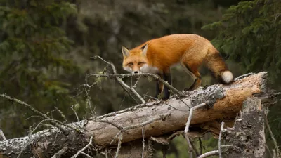 Epic Red Wallpaper Nature Wallpaper 4K 2048x1152 Hd, Desktop, Wallpaper, Featuring, A, Red, Fox, Standing, Fallen, Tree, Trunks, Dense, Gray, Ultrawide, Full HD